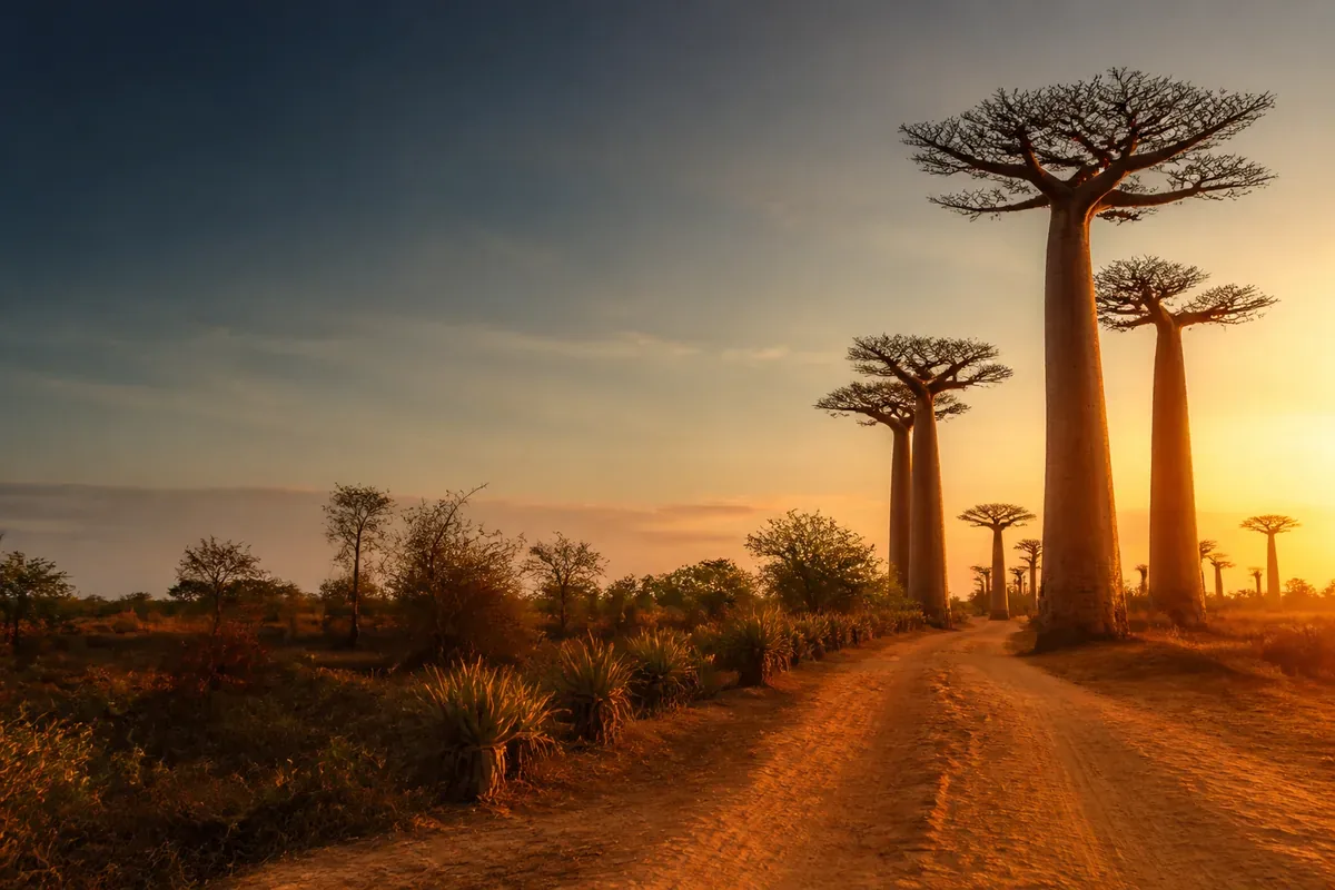 Baobabs et piste à Madagascar