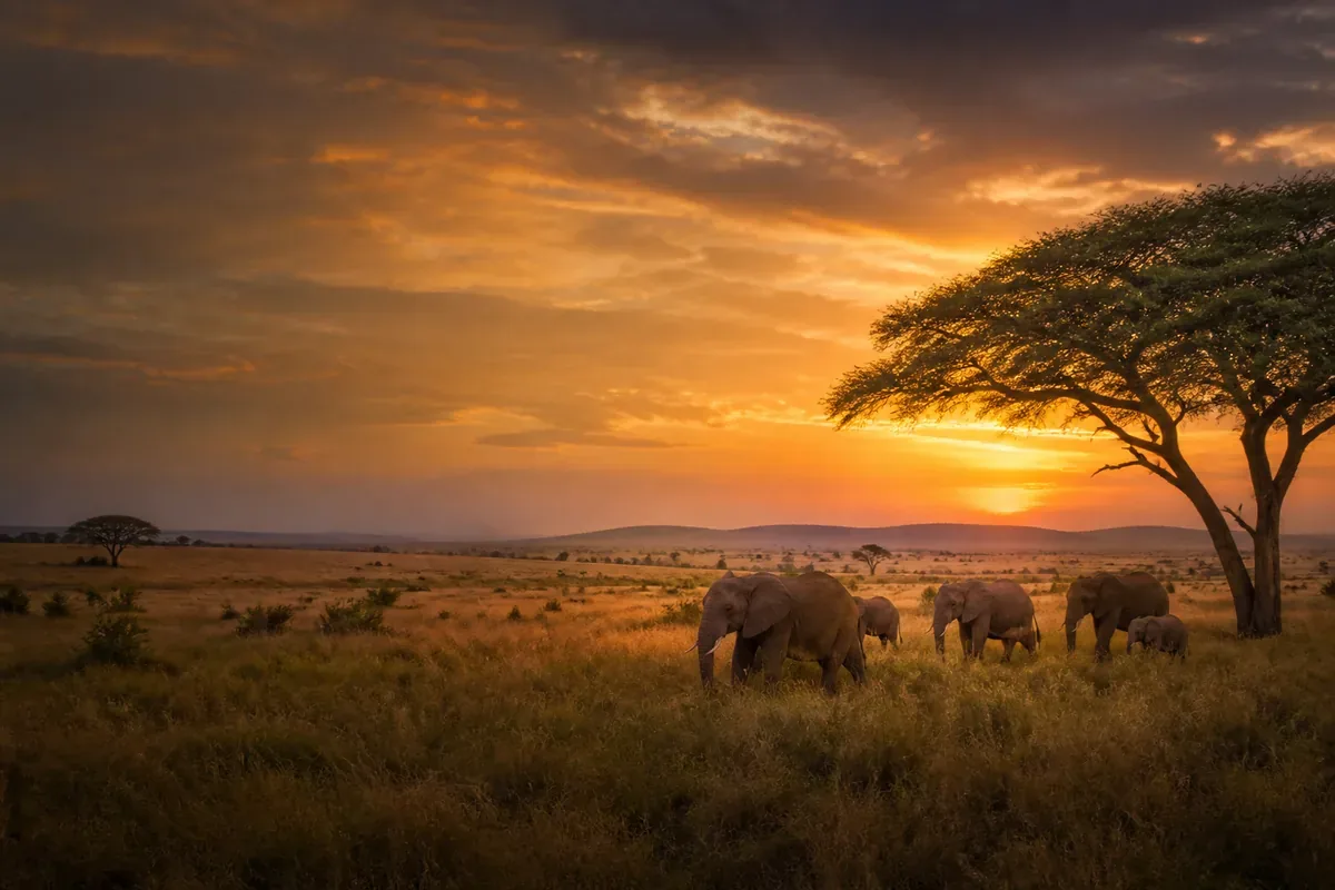 Éléphants dans la savane tanzanienne au coucher du soleil